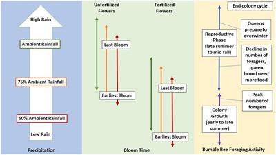 Nutrient enrichment and rainfall affect plant phenology and floral resource availability for pollinators